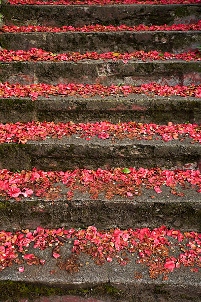 Steps with petals stock photo