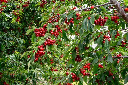 Orchard of ripe Bing Cherries (Prunus avium), ready for harvest.

Taken in Hollister, California, USA