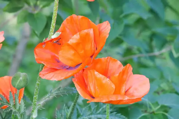 red poppy flowers closeup view on blurred outdoor green background