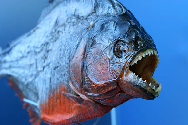 sulzer piranha - Shop The Best Discounts Online OFF 65