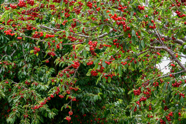 istock Close-up of Ripe Bing Cherries On Fruit Tree 1159655271