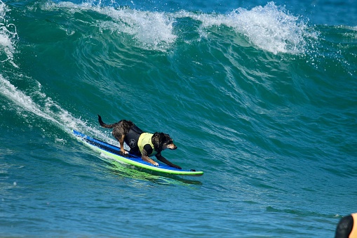 Abbie the Australian Kelpie surfing at a dog surfing event in Huntington Beach, Orange County, California