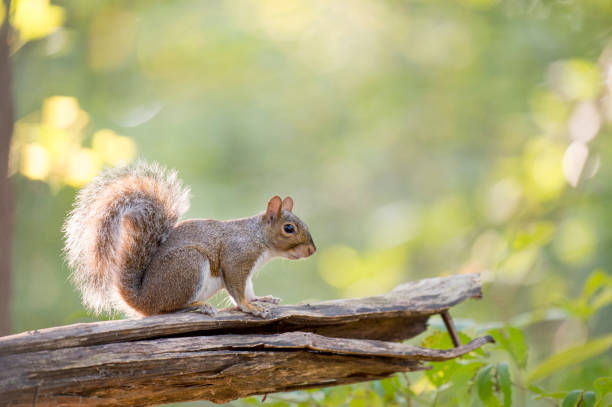 istock A Gray Squirrel sitting on a dead log with its tail glowing in the sun with a smooth green background. 1159657657