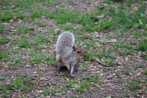istock Little cute squirrel in the park 1159657808