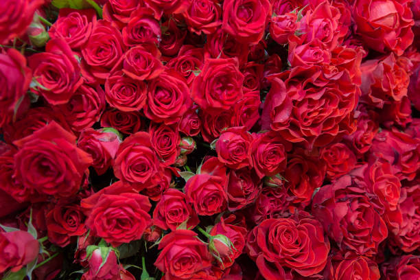 istock Set of beautiful red roses. Flower background 1159657937