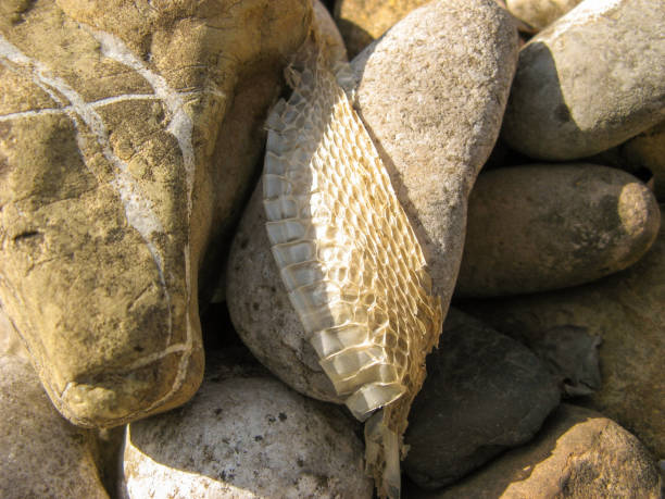 Stock photo showing close-up view of the glossy, textured reptile scales of the skin of an Indian python snake. This reptile is also known as the Asian rock python, black-tailed python or Indian rock python.