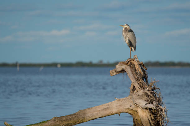 istock A Great Blue Heron perched on a large tree stump that is fallen over with blue water and sky behind it on a sunny day. 1159658128