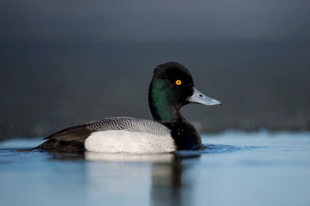 A black and white colored Lesser Scaup floats on the water in the bright sun with its bright yellow eye standing out. stock photo