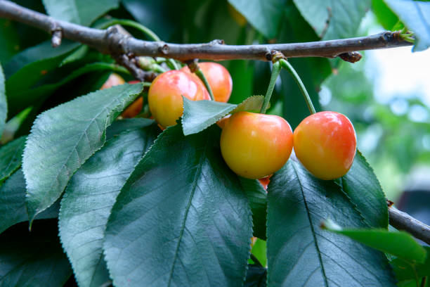 istock Close-up of Ripe Rainier Cherries On Fruit Tree 1159659295