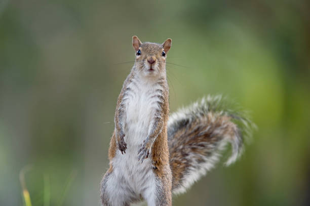 Extreme closeup of happy little fox squirrel posing for camera.