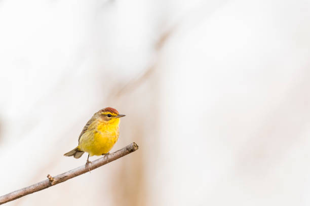 istock A Palm Warbler perched on a dead branch with an almost white background in soft overcast light. 1159659496