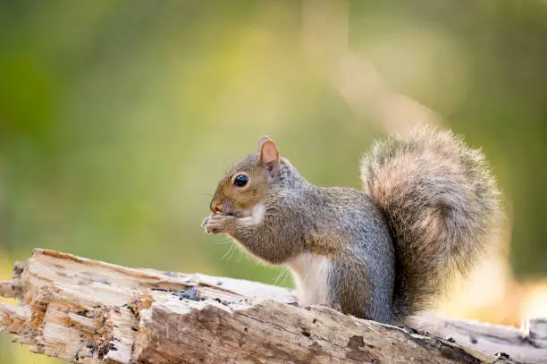 Photo of A Gray Squirrel eats seeds from an bright wood log with a smooth green background.
