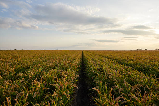 istock rice field in the late afternoon 1159659790