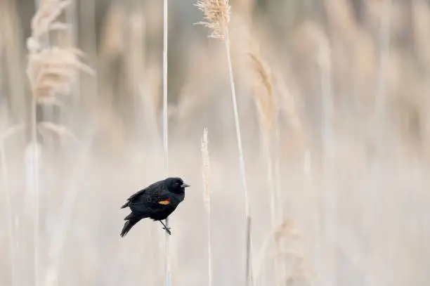 A male Red-winged Blackbird clings to a single phragmite reed in soft overcast light with a light brown background.