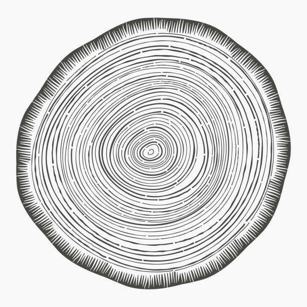 ilustraciones, imágenes clip art, dibujos animados e iconos de stock de anillos de árbol - tree ring