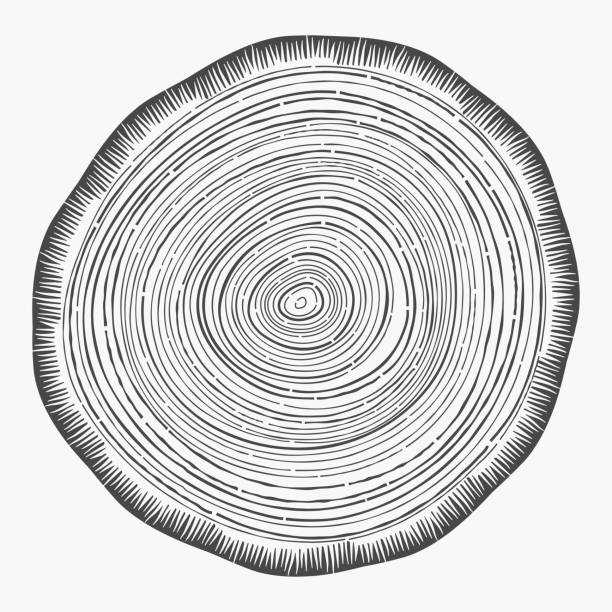 Tree Rings Wood tree rings growth rings slice of wood grain. woodland stock illustrations