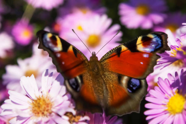 istock European Peackock butterfly 1159661171