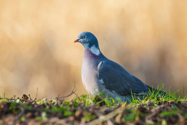 istock Wood Pigeon, Columba palumbus, 1159661556