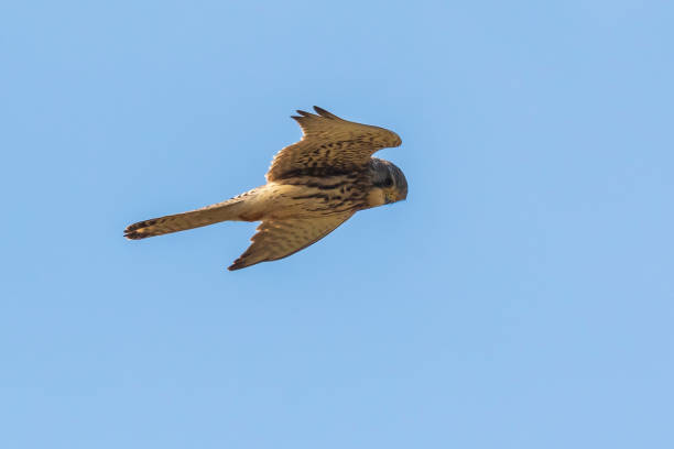 istock Kestrel falco tinnunculus closeup 1159661559