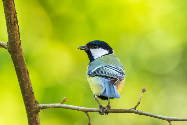 istock Parus major Great tit bird closeup 1159661580