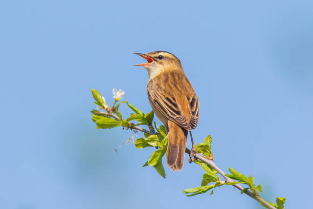 istock Eurasian reed warbler Acrocephalus scirpaceus bird singing in reeds during sunrise. 1159661637