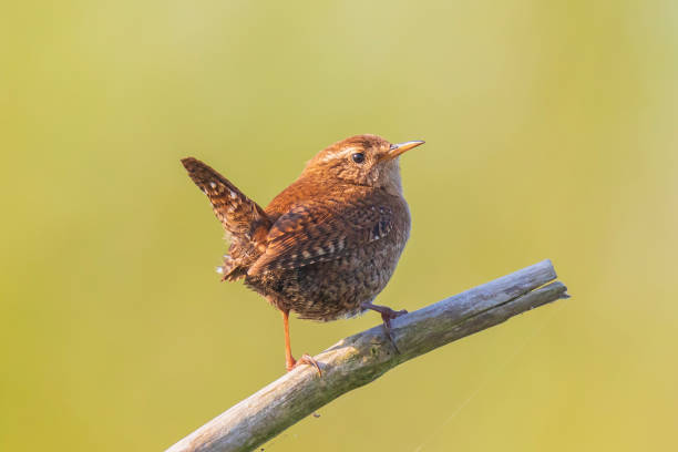 istock Eurasian Wren bird (Troglodytes troglodytes) display, singing and mating during Springtime season 1159661641