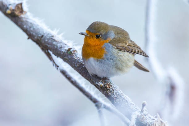istock European robin bird Erithacus rubecula in Winter snow 1159661685