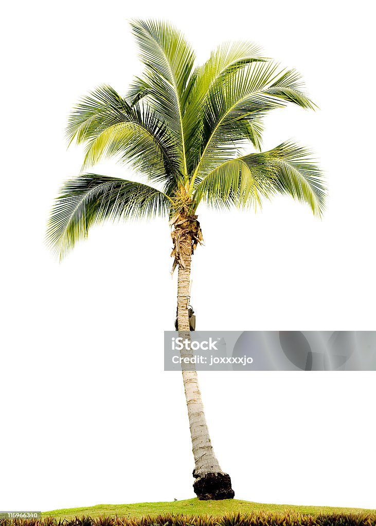 Palmeira Isolada - Royalty-free Ao Ar Livre Foto de stock