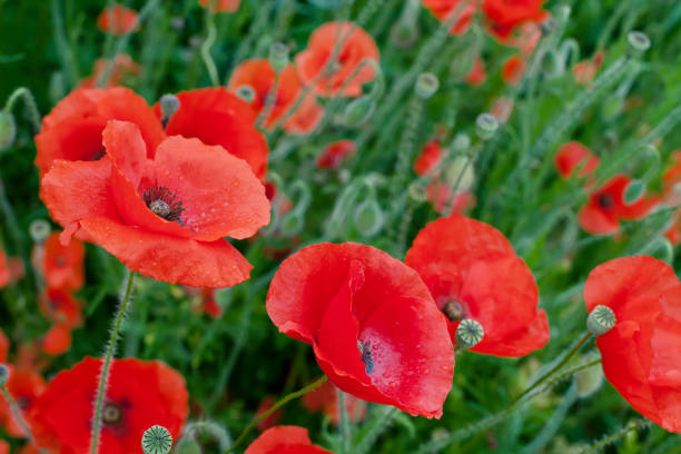 istock Red Poppy Flowers 1159664004