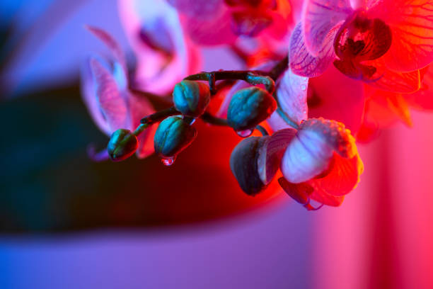 istock delicate pink Orchid with dew drops close-up on red background 1159664712