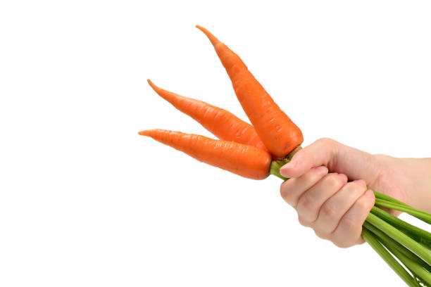istock Fresh orange carrot in woman hands on a white background. 1159664914