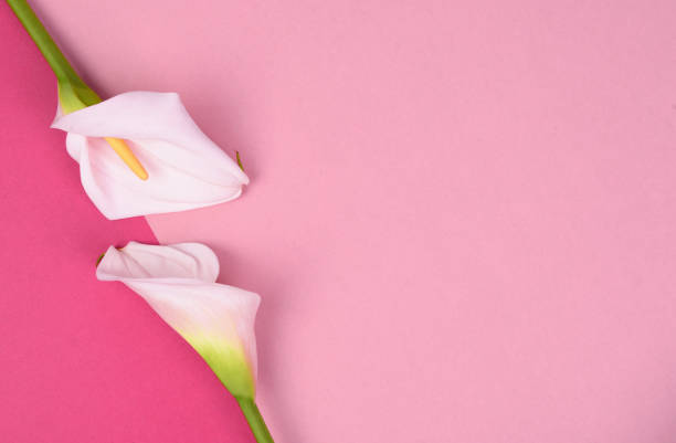 istock Beautiful pink background with white callas. Delicate flowers 1159665765