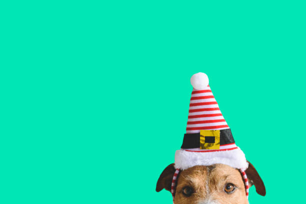 concept de vacances de noel et de nouvel an avec le chapeau de port de crabot de l'elfe d'assistant de santa claus - santa dog photos et images de collection