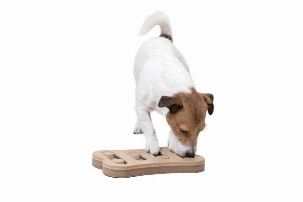 istock Dog during mentally stimulating activity with puzzle sniffing game 1159666076