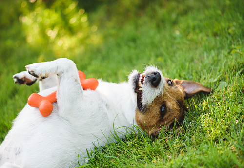 Jack Russell Terrier wallowing on grass playing