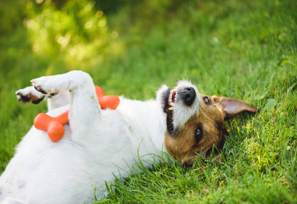 ładny, zabawny i szczęśliwy pies leżący na plecach na zielonym trawniku z zabawką w łapach - puppy dog toy outdoors zdjęcia i obrazy z banku zdjęć