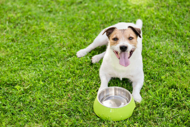 Dog drinking water from doggy bowl cooling down at hot summer day Jack Russell Terrier on grass looking at camera overheated photos stock pictures, royalty-free photos & images