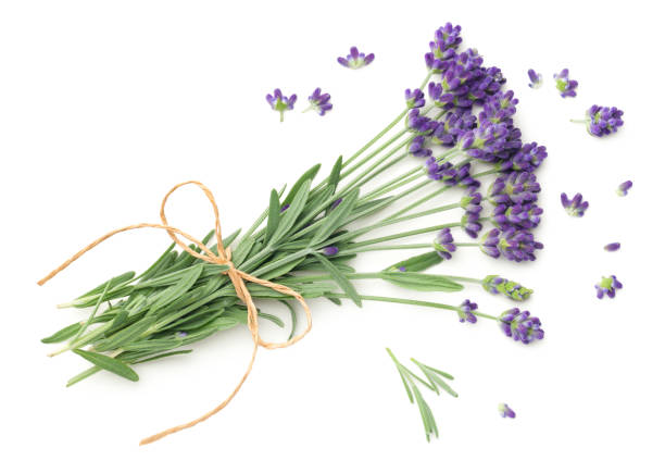 istock Lavender Flowers Bunch Isolated On White Background 1159666480