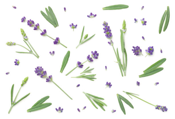 istock Lavender Flowers Isolated On White Background 1159666497