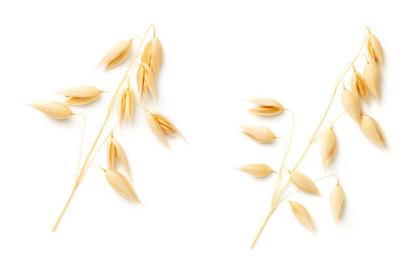 istock Oat Plants Isolated On White Background 1159666505