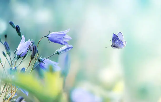 Natural background of flying butterfly and lilac bellflowers, wild flowers bells on a summer meadow