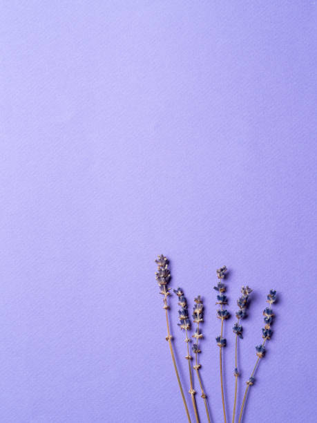 istock violet lavender flowers on bright purple background 1159666720