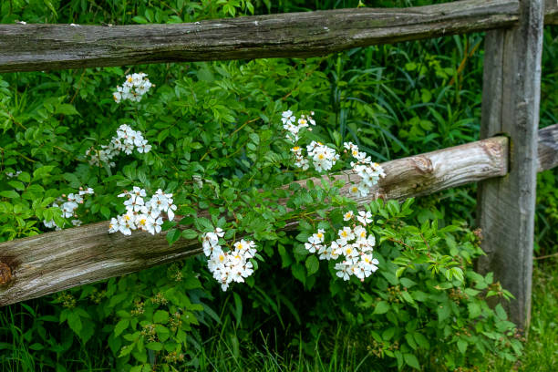 Multiflora Rose ( Rosa multiflora) Pretty but Invasive Multiflora Rose draped over the fence. Wile lovely to look at, it is an invasive monster making our forest impossible to wander in. rosa multiflora stock pictures, royalty-free photos & images