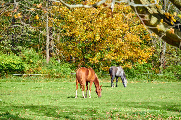 istock Horses grazing at a pasture in Vermont 1159667516