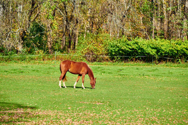 istock Horse grazing at a pasture in Vermont 1159667525