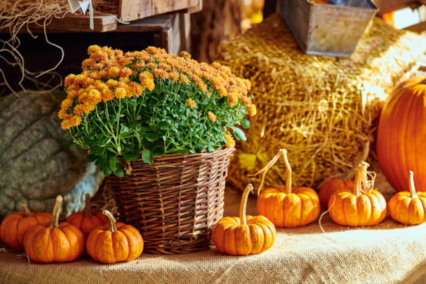 istock Fresh pumpkins on farm market still life 1159667600