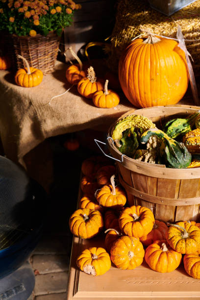 istock Fresh pumpkins on farm market still life 1159667681