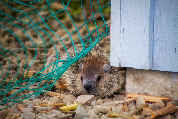 Woodchuck sitting up on a patio.