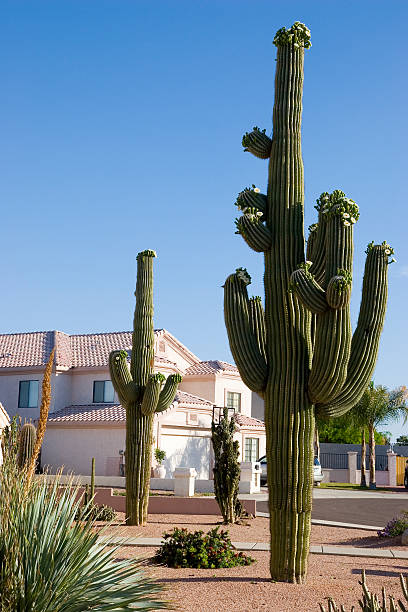 Arizona Front Yard Beautiful Saguaro Cactus in Front of a House in Phoenix, AZ phoenix stone stock pictures, royalty-free photos & images