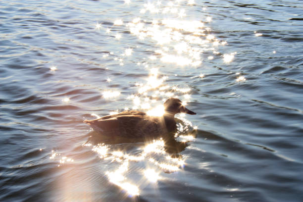 Duck swimming on the lake with sun reflections in the water